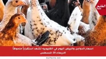 أسعار الدواجن والبيض اليوم في القليوبية تشهد استقراراً ملحوظاً الأربعاء 20 أغسطس